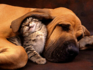 kitty_and_doggy1